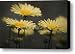Leopards Bane Desaturated Canvas Print / Canvas Art - Artist Teresa Mucha