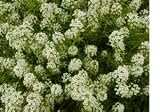 Sweet Alyssum Flower Seeds - 8,700 Seed in Each Packet with Free Shipping - B000NK7J6U