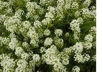 Sweet Alyssum Flower Seeds - 8,700 Seed in Each Packet with Free Shipping