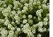 Sweet Alyssum Flower Seeds - 8,700 Seed in Each Packet with Free Shipping