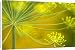 Canvas Prints of Dill (Anethum graveolens) from Science Photo Library