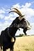 Wallmonkeys Peel and Stick Wall Decals - Ziegenbock - Removable Graphic