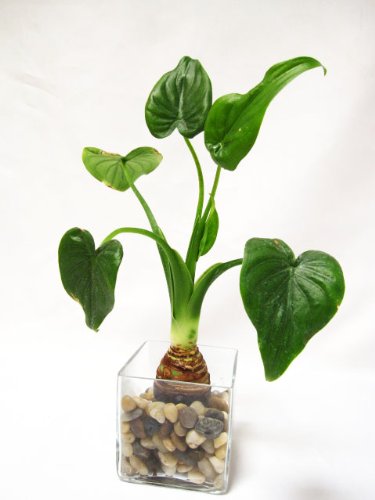 9GreenBox - Dwarf Elephant HEART Ear w/ Glass Vase & Pebble ALOCASIA Buddhas Hand Live Houseplant