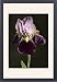 Framed Prints of Iris Bruno (Tall Bearded Iris) from Mary Evans