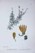 Botany Plants C1902 Alternate Flowered Water Milfoil