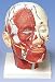 Head Musculature Model additionally with Blood Vessels