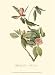 Audubon's Vireo - John Woodhouse Audubon Art Print Poster 10 x 13