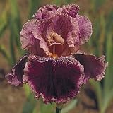 Spin Off Bearded Iris - REBLOOMER - Pinkish/Purple