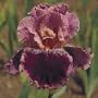 Spin Off Bearded Iris - REBLOOMER - 1 Rhizome