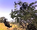 IMAGE OF 3 Black Elderberry 1-2' bareroot tree
