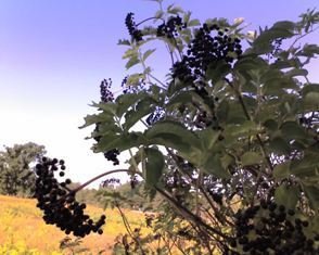 1 Black Elderberry 2-3'