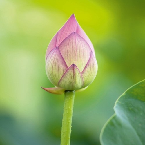 Eurographics DG-SDL2001 Glasbild Deco Glass Lotus Bud 30 x 30 cm