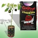 Chocolate Pepper- The Magic Plant
