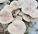 10 Grams(Pleurotus eryngii) , Approximately 1,000 inert carrier Seeds Coated with the Mushroom Spore