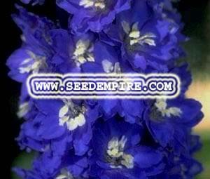 Cover image : DELPHINIUM KING ARTHUR Delphinium Elatum --- 5 Flower Seeds