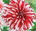 1 DINNER PLATE DAHLIA Santa Claus bulb