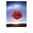 Salvador Dali (Meditative Rose, Huge) Art Poster Print - 40x55