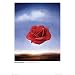 Salvador Dali (Meditative Rose, Huge) Art Poster Print - 40x55