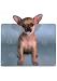 Chihuahua and Paw Prints Diecut Mousepad