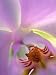 Backlit Phalaeonopsis Orchid, Alpharetta, Georgia, USA Photographic Poster Print by Charles R. Needle, 12x16