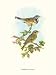 John Gould - Emberiza Fucata Size 12x16 - John Gould Art Print Poster 12 x 16