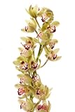 Thumbnail image for Orchids – Green Mini Cymbidium Orchids – 5 Stems