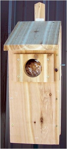 Screech Owl House Plans: How To Build A Screech Owl Box