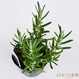 フリンジ ラベンダー / デンタータ 【苗】 9cmポット ＜当店は 苗 種 鉢 培養土 ニーム の専門店＞