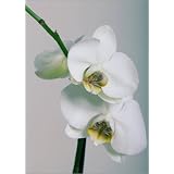 Leinwandbild 70 x 100 cm - "orchideen" von Falko Follert Art-FF77 - auch in anderen Gr��en und als Poster erh�ltlichvon "POSTERLOUNGE"
