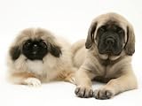Pekingese and English Mastiff Puppies Photographic Poster Print by Jane Burton, 12x9