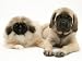 Pekingese and English Mastiff Puppies Animals Photographic Poster Print by Jane Burton, 16x12