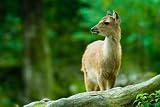 Young Sika Deer Fawn Standing in the Woods (lat. Cervus Nippon) - 24