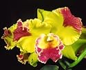 Blc Hwa Yuan Grace