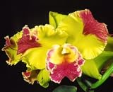 Blc Hwa Yuan Grace
