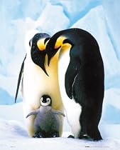 Penguins (Parents & Baby) Art Poster Print - 16" X 20"