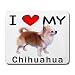 chihuahua9  - I Love My Chihuahua