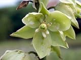 Eigenschaften tropical.garden  / Yucca glauca 20K