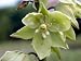 Yucca glauca 20K