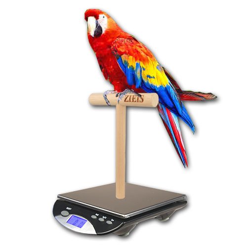 ZIEIS Digital Bird Scale | A63SS-NMP | Mounted Wooden T Perch | 1.0 Gram or 0.1 Ounce Accuracy | 3000 Gram or 96 Ounce Capacity | Stainless Steel Platform