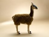 Hansa Guanaco (Wild Llama) Stuffed Plush Animal