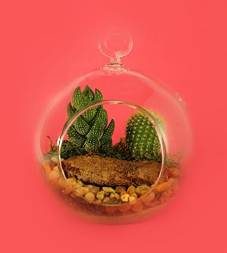 Terrarium Live Indoor Cactus Lazy Wood in 4-inch Hanging Glass Globe, Premade