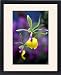 Framed Prints of Epicattleya Rene Marques, Flame Thrower Orchid from Prints Prints Prints