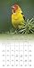 Songbirds 2017 Calendar: Includes Downloadable Wallpaper