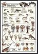 Art Poster Metal Framed Print - Crustacea - Artist: Hobby Posters- Poster Size: 38 X 26