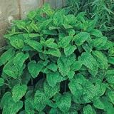 Thompson & Morgan 'Lemon Balm' Herb SEEDS