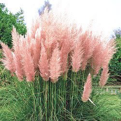 pampas pink grass ornamental selloana cortaderia seeds grasses plants garden flowers flower tall perennials landscaping candy cotton sun bulb foliage