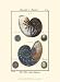 Sea Shells VI - Denis Diderot Art Print Poster 9.5 x 1