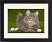Framed Prints of Cat - Siberian Blue Mackerel Tabby - sitting down on grass amongst flowers from Ardea Wildlife Pets