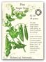 Peas Sugar Snap Certified Organic Seeds 85 Seeds
