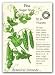 Peas Sugar Snap Certified Organic Seeds 85 Seeds